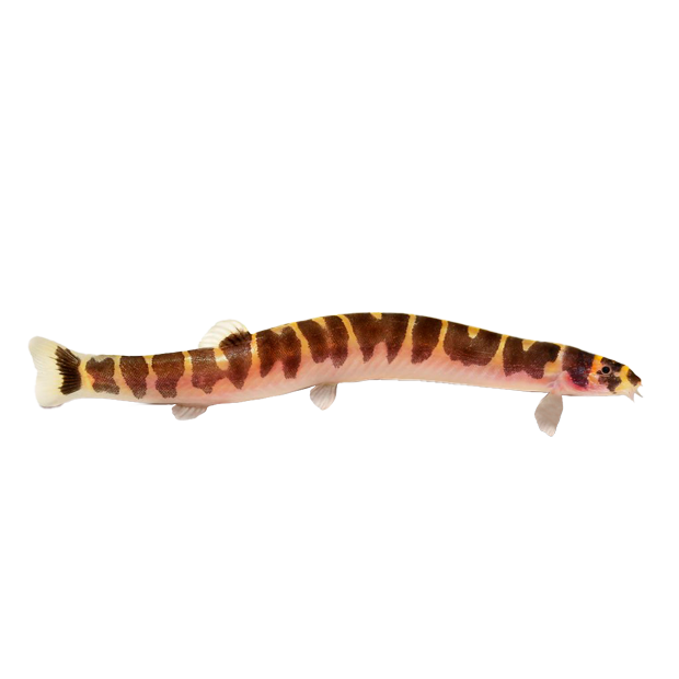 Imagem do peixe Kuhli Loach
